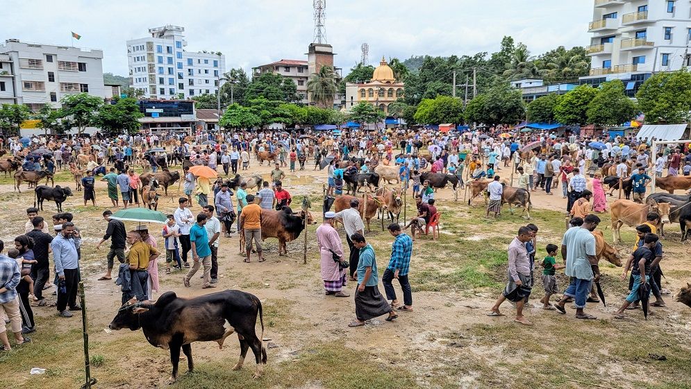 বান্দরবানের হাটগুলোতে পাহাড়ি গরুর চাহিদা বেশি