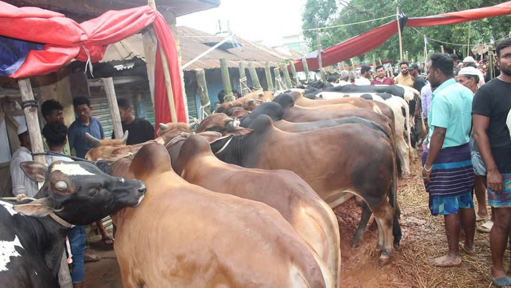 কুমিল্লায় ছোট এবং মাঝারি গরু বিক্রি বেশি, বড় গরু নিয়ে হতাশ