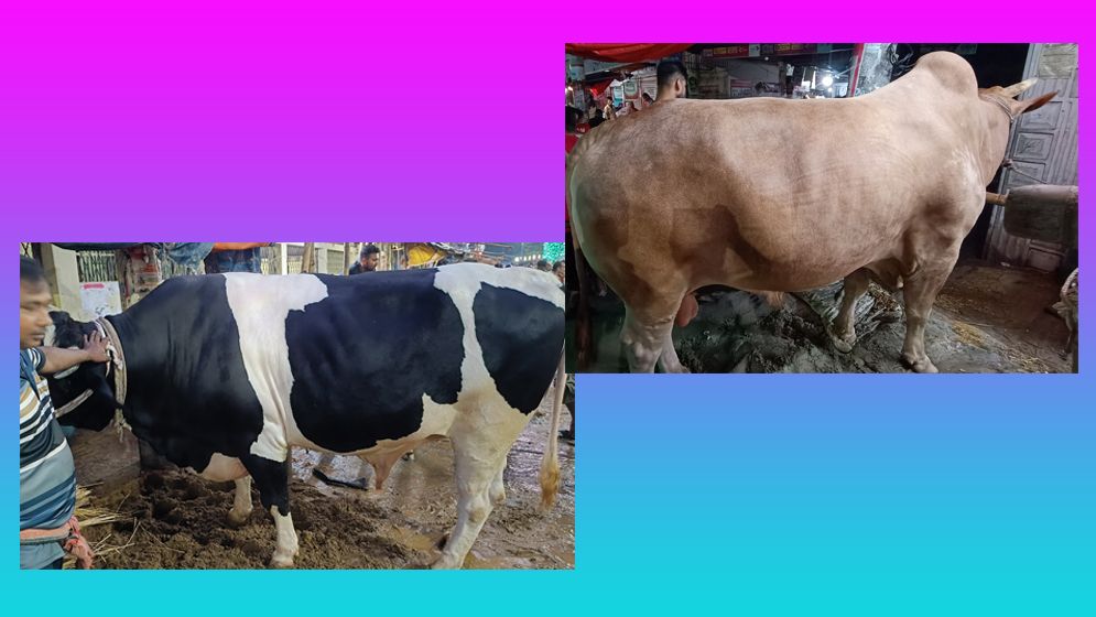 হাজারীবাগ হাটে ‘কালাপাহাড়’ ও ‘লাল মিয়া’ ঘিরে ভিড়, হতাশ মালিকরা