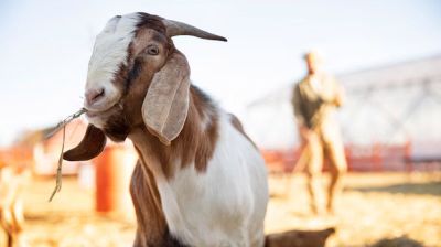 সামর্থ্যবান ব্যক্তি কুরবানি না দিলে কী হবে?