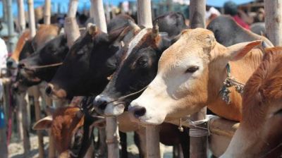 ওয়াজিব হওয়ার পরও কুরবানি করতে না পারলে কী উপায়?