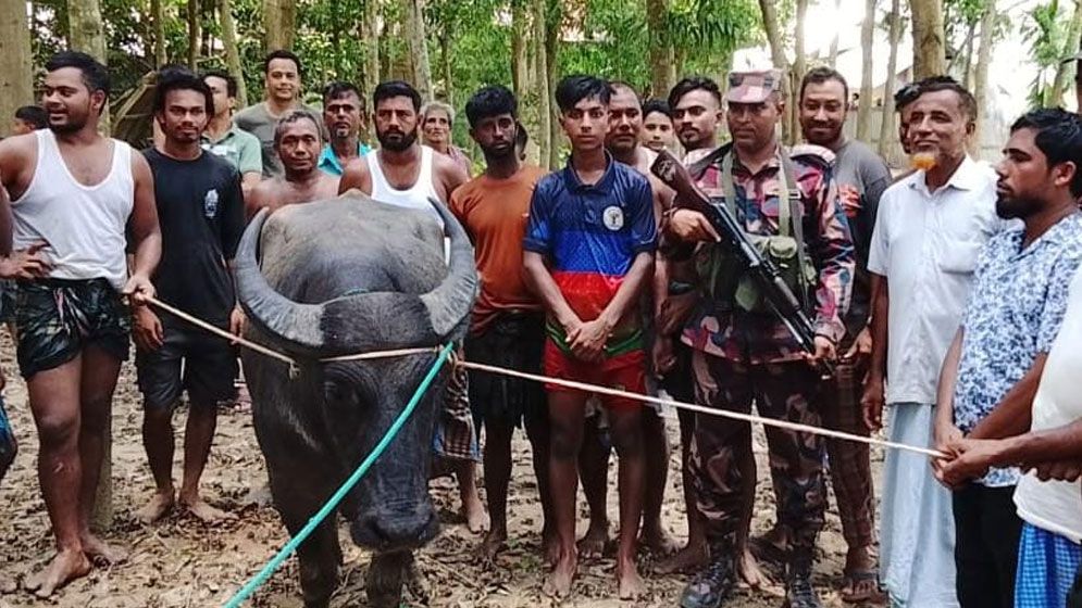 ঈদের দিন হারিয়ে যাওয়া কুরবানির মহিষ ভারত থেকে ফেরত আনল বিজিবি