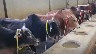 কুরবানির পশু দিয়ে আকিকা দিতে চাইলে অংশ নির্ধারণ যেভাবে