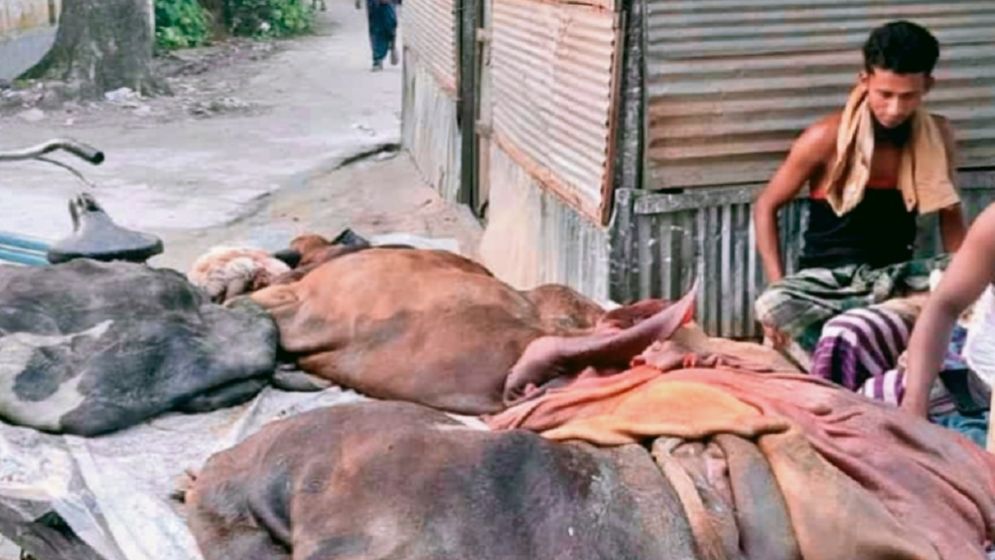 কুমিল্লায় সিন্ডিকেটের কবলে চামড়া, ভারতে পাচারের শঙ্কা