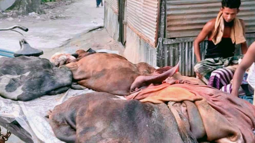 কুমিল্লার চামড়া কিনে বেকায়দায় মৌসুমি ফরিয়া ব্যবসায়ীরা