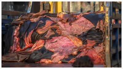 চামড়া নিয়ে বিপাকে ফেনীর মৌসুমি ব্যবসায়ীরা, নদীতে ফেলে দেওয়ায় গ্রেফতার ১