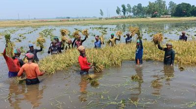 চলনবিলে আকস্মিক বন্যা, ডুবে গেছে পাকা ধান