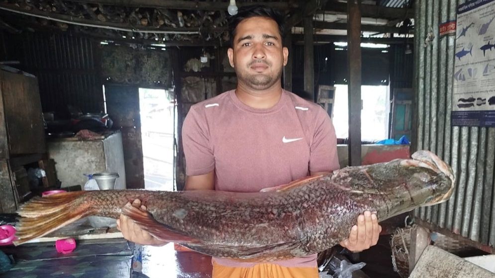 মেঘনায় জেলের জালে ২১ কেজির কোরাল মাছ