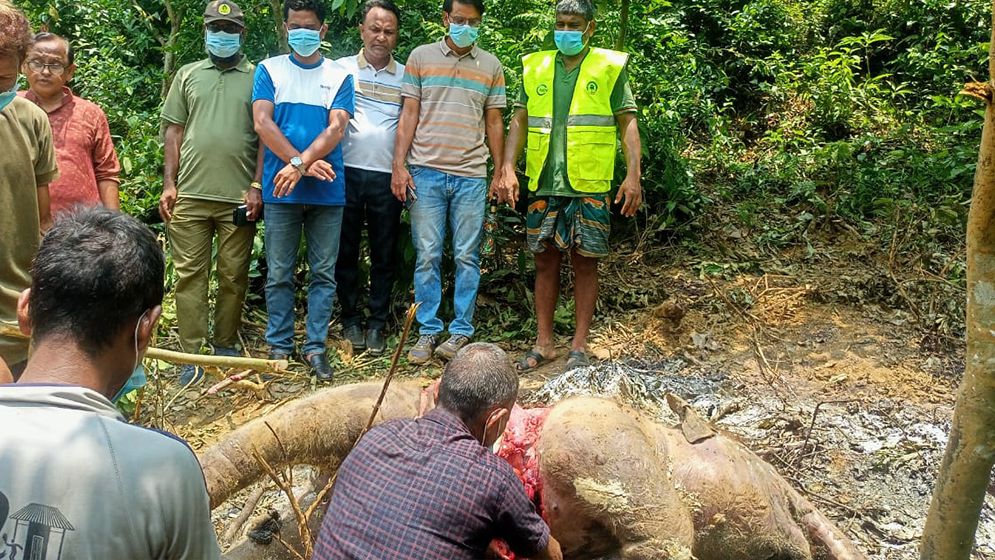 ময়নাতদন্ত শেষে মাটিচাপা দেওয়া হলো মৃত বন্যহাতির শাবককে