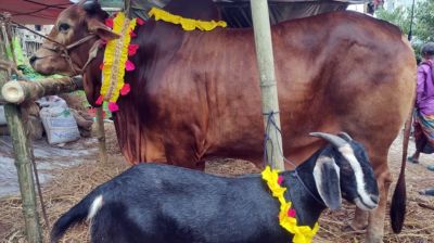 এবার ঈদে পশু কুরবানি কমেছে পৌনে ১৩ লাখ