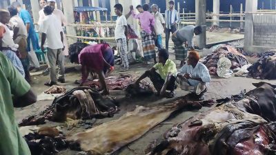 ৪ লাখ ২৮ হাজার টাকার ষাঁড়ের চামড়া ৪৭০ টাকা!