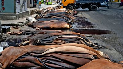 ১ লাখ পশুর চামড়া রাস্তায় ফেলে গেলেন ব্যবসায়ীরা!