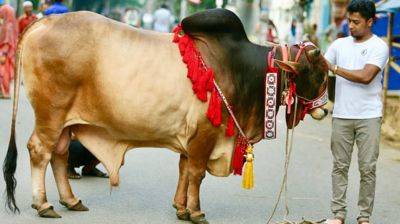 এ বছর ঈদুল আজহায় ৯১ লাখের বেশি পশু কুরবানি হয়েছে