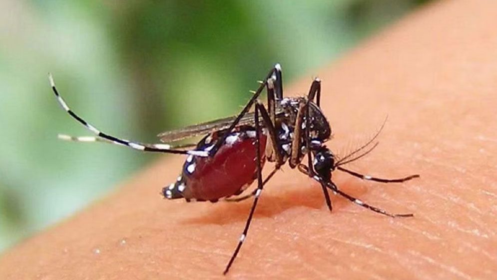 ডেঙ্গু আক্রান্ত ২৮৮ জনের মধ্যে বরগুনার ২০২