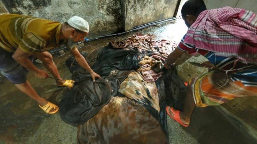 এতিমখানা ও লিল্লাহ বোর্ডিংগুলোতে রেকর্ড পরিমাণ চামড়া সংরক্ষণ