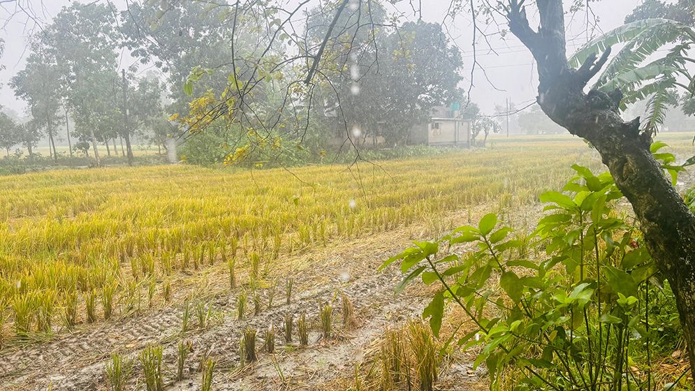 বৃষ্টির ছোঁয়ায় ঠাকুরগাঁওয়ে স্বস্তির নিঃশ্বাস