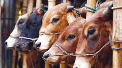 চামড়াশিল্পে সিন্ডিকেটের থাবা, বঞ্চিত এতিম-দুস্থরা