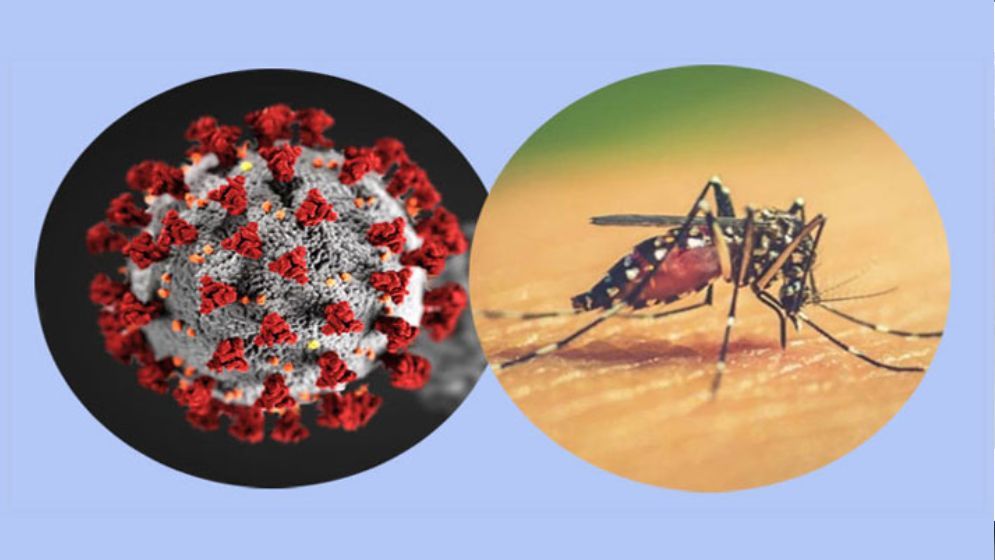 করোনা ও ডেঙ্গুর প্রকোপ