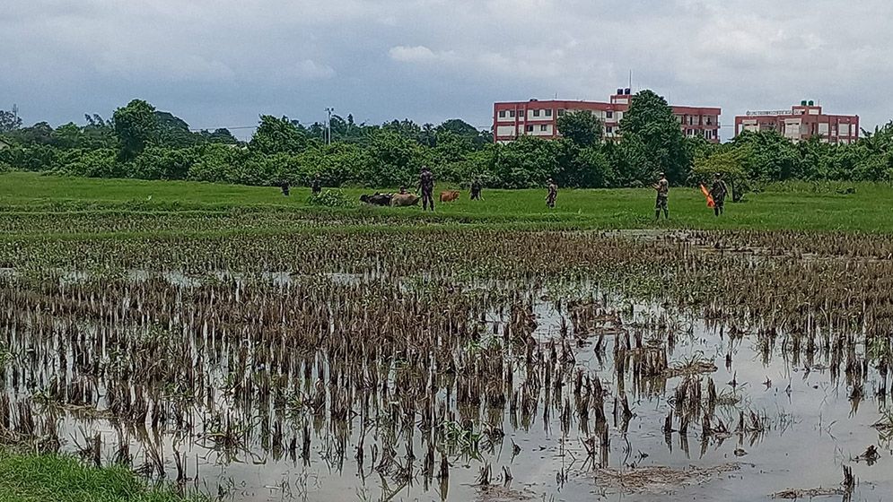 সীমান্তে বাংলাদেশি কৃষকের ১৫ গরু নিয়ে গেল বিএসএফ