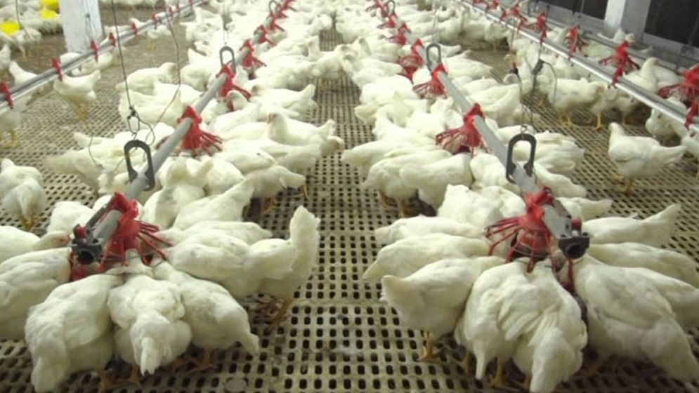 কর কাঠামোর পরিবর্তন হলে হুমকিতে পড়বে পোলট্রি খাত