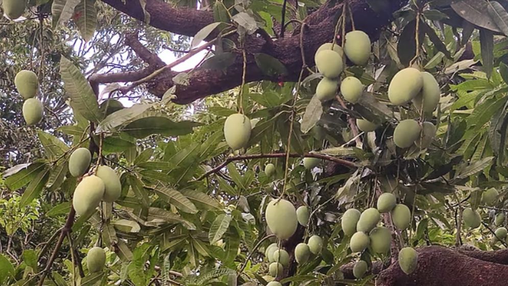 অত্যধিক তাপমাত্রায় দ্রুত পেকে ঝরে পড়ছে আম