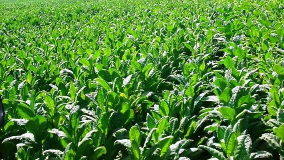 কুষ্টিয়ায় কৌশলে তামাক ব্যবসা টিকিয়ে রেখেছেন নওফেল