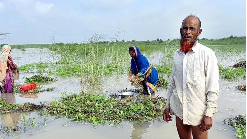 পদ্মায় পানি বৃদ্ধি, ডুবে গেছে চরভদ্রাসনের ৭শ একর জমির বাদাম