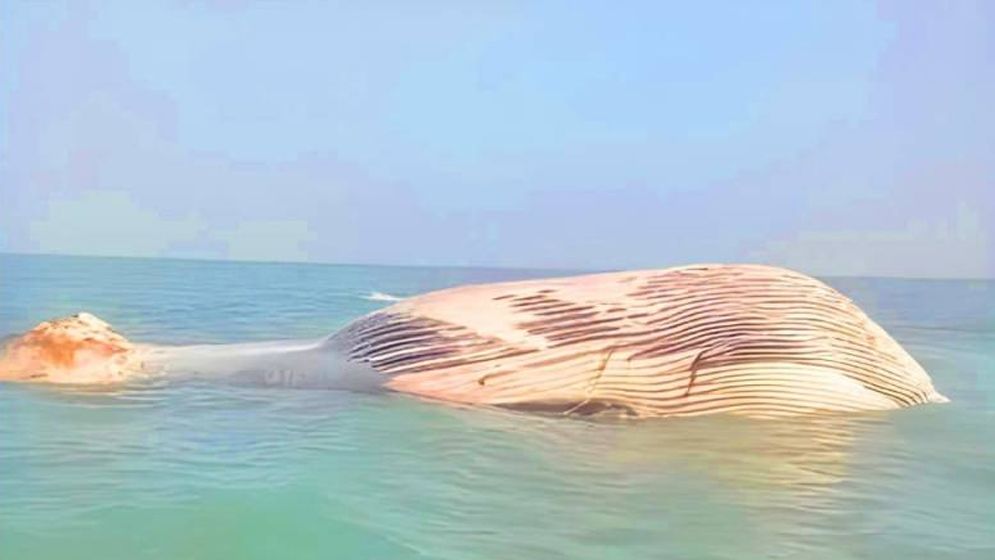 পাকিস্তানের সাগরে ভেসে এলো ৩৫ ফুট দীর্ঘ নীল তিমি