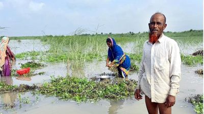 পদ্মায় পানি বৃদ্ধি, ডুবে গেছে চরভদ্রাসনের ৭শ একর জমির বাদাম