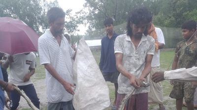 সুন্দরবনের অজগর আবারও লোকালয়ে