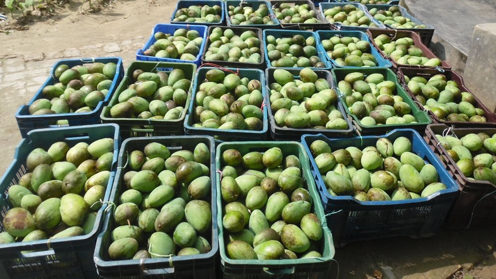 বিদেশে গেল না আম, হতাশ ব্যবসায়ীরা