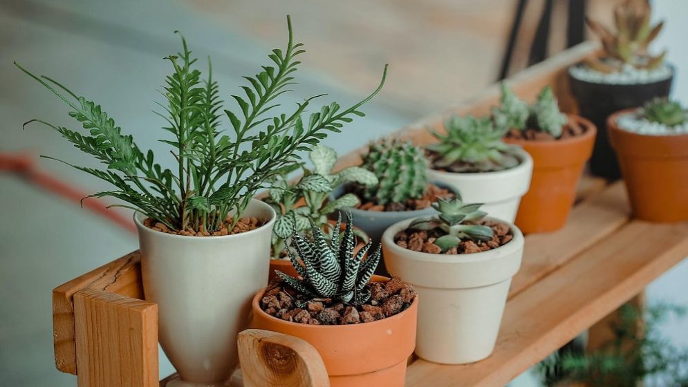 গরমে ঘর ঠান্ডা রাখে যেসব গাছ