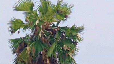 হারিয়ে যাচ্ছে বাবুই পাখির বাসা