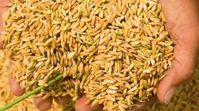 আমনের বীজ বিতরণে বিলম্ব, বঞ্চিত হচ্ছেন কৃষকরা