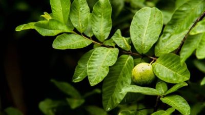 মার্কিনমুলুকে পেয়ারা পাতার চড়া দাম, কিন্তু কেন?