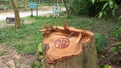 সাতছড়ি জাতীয় উদ্যানের সেগুন গাছ চুরি