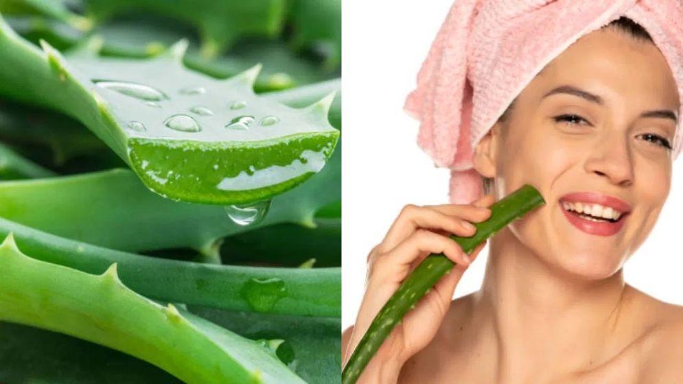 অ্যালোভেরায় নিমেষেই করুন ঝকঝকে ত্বক