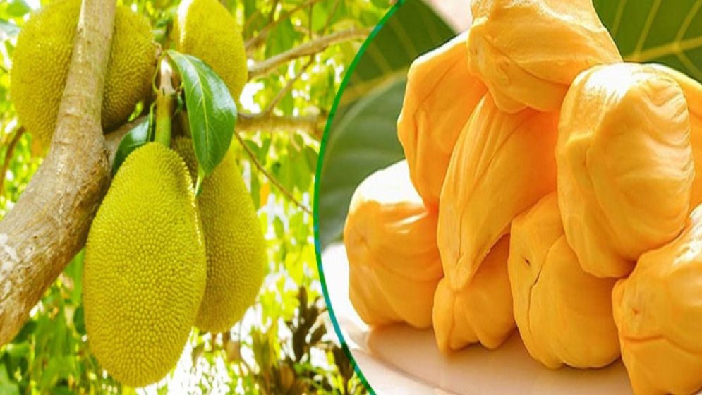 পুষ্টিগুণে টইটুম্বুর কাঁঠাল