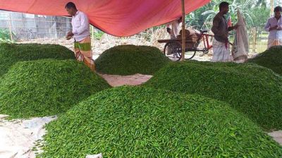 কাঁচামরিচের কেজি ১০ টাকা