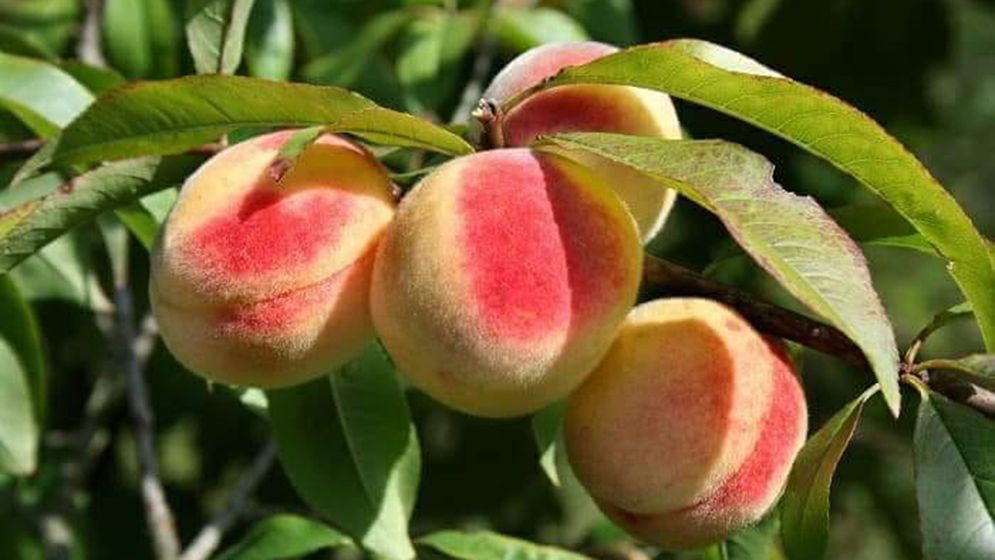 স্বাস্থ্য টিপস: পিচ ফলের স্বাস্থ্যগুণ