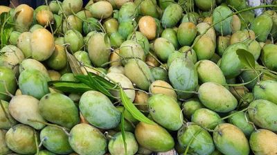 আম খেয়ে ওজন কমান