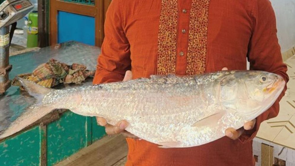 চাঁদপুরে এক ইলিশের দাম ১৩ হাজার