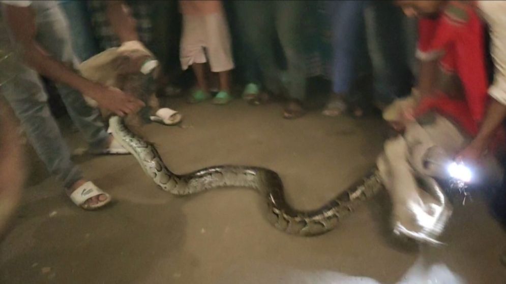 রাজধানীর লেকে মিলল ১৫ ফুট অজগর