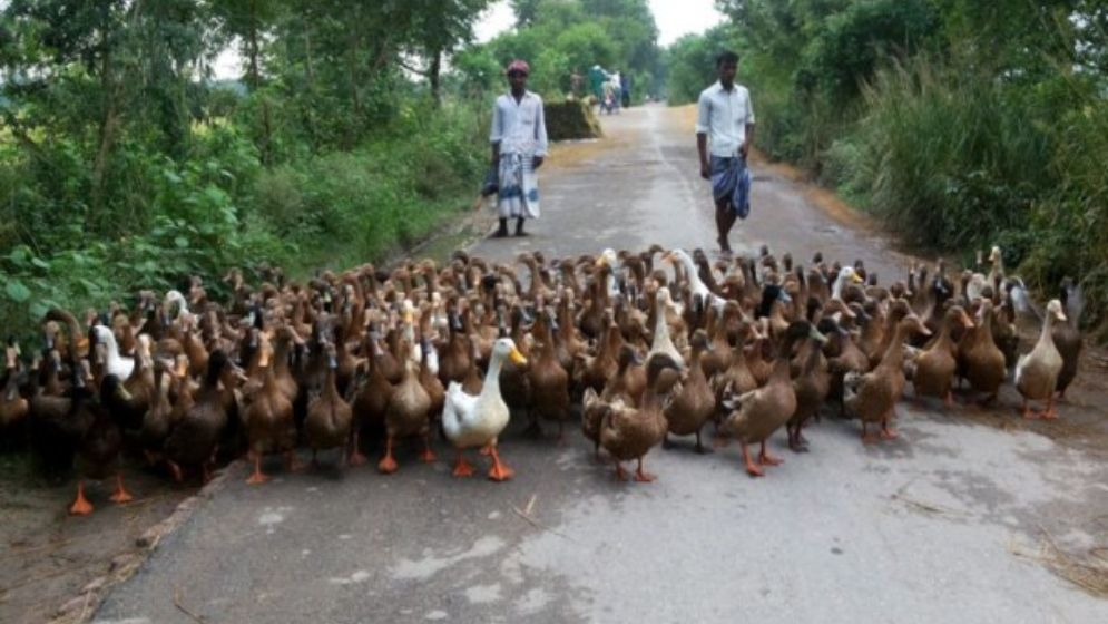 দুই সহস্রাধিক হাঁস নিয়ে চারশ কিমি. পাড়ি