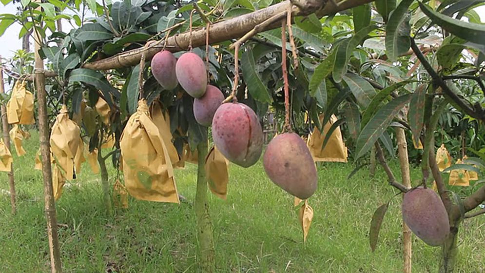 চাকরি ছেড়ে আম-মাল্টার বাগান, পলাশের বছরে আয় ২৫ লাখ টাকা