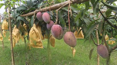 চাকরি ছেড়ে আম-মাল্টার বাগান, পলাশের বছরে আয় ২৫ লাখ টাকা