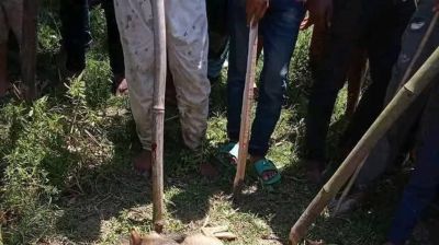 শিয়ালের কামড়ে হরিপুরে শিশুসহ আহত ৬, আতঙ্কে গ্রামবাসী