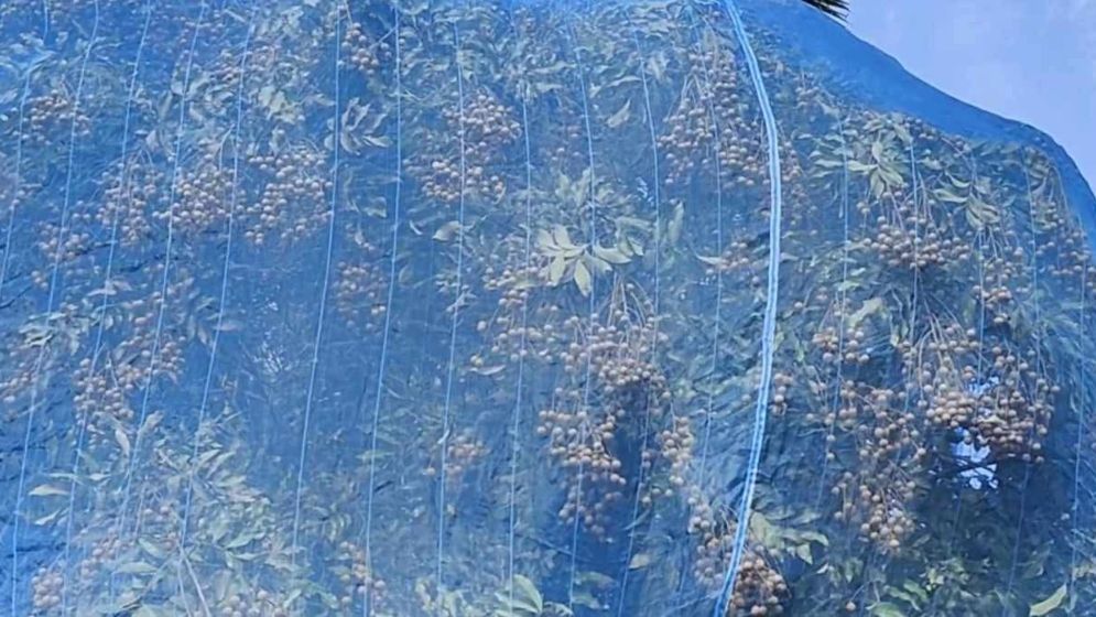 রাজধানীতে দোহার-নবাবগঞ্জের সুস্বাদু পিচফল, বাড়ছে জনপ্রিয়তা