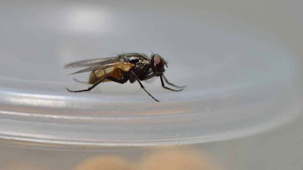 লেবু আর লবঙ্গের জাদুতে মুক্তি মিলবে মাছির উপদ্রব থেকে