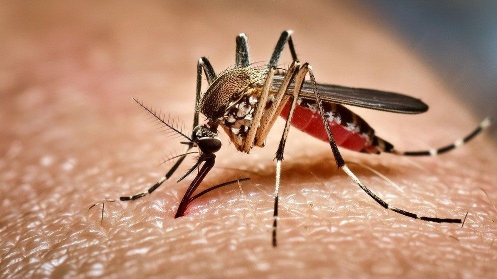 ডেঙ্গুতে আক্রান্ত হয়ে হাসপাতালে ভর্তি আরও ৪২৯